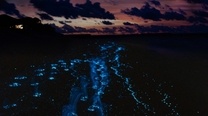 Click here to read Deep sea bacteria use bioluminescence to hitchhike across the ocean