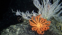 Click here to read Abyss Box gives us our first ever chance to see deep sea organisms up close