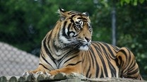 Click here to read Scientists confirm Alan Turing's 60-year-old theory for why tigers have stripes